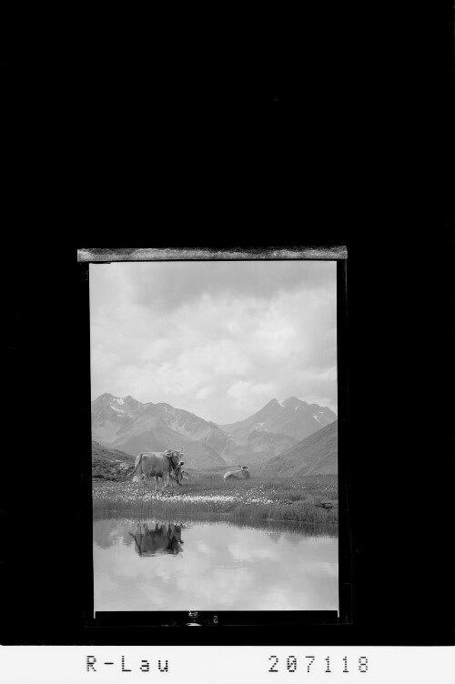 [Alpvieh / Blick in die Verwallgruppe mit Hohem Riffler]