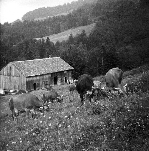 Alphütte Finnisgründ