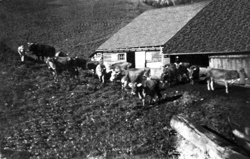Alpe Landammans Ochsenhof