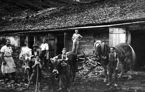 [Alpe Stongen, Bezau]