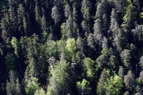 [Innerbraz - Gavadurawald]