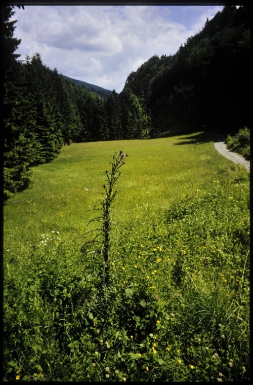 [Götzis, Mattionswiesen]