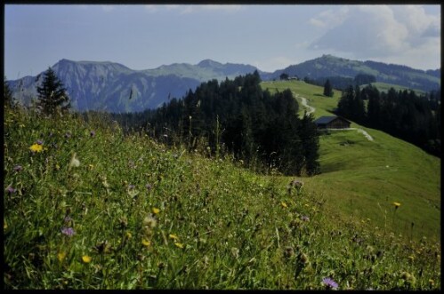 [Zwischenwasser, Alpwegalpe]