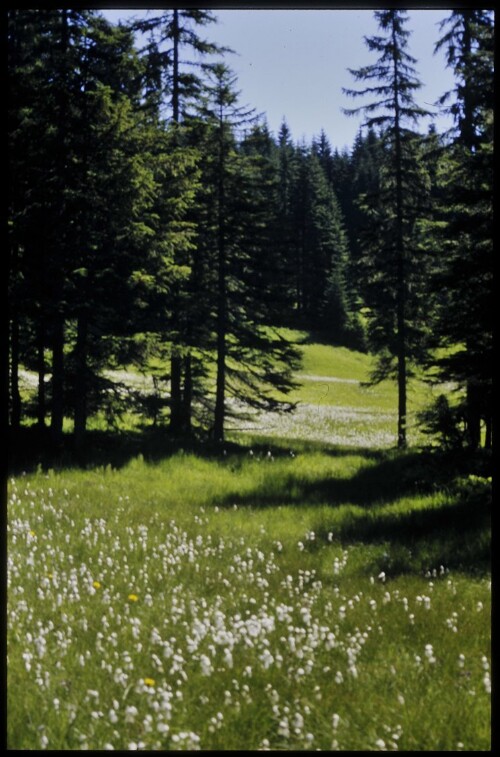 [Laterns, Ried im Stürcher Wald]