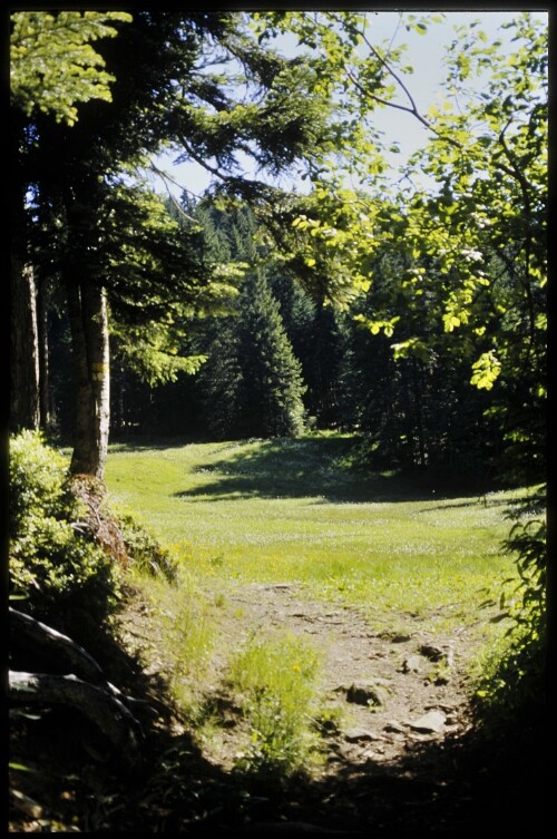 [Laterns, Ried im Stürcher Wald]