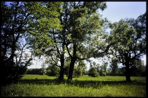 [Feldkirch, Partenwiesen bei Bangs]
