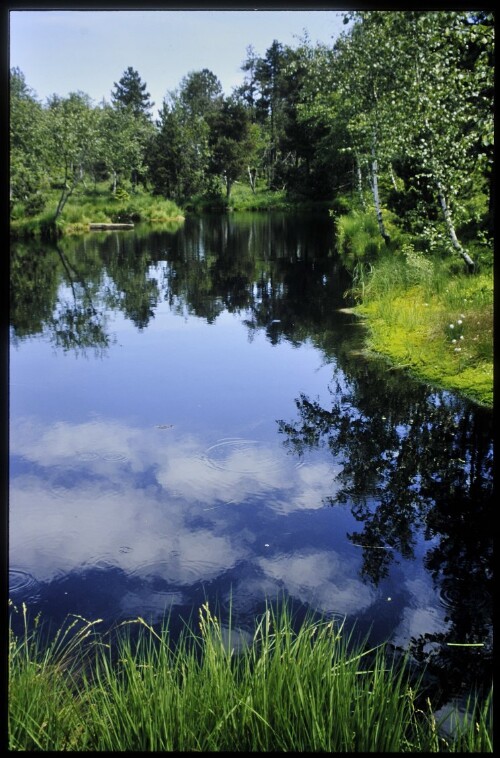 [Sulzberg, Torfstichweiher Wildrosenmoos]