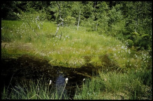 [Sulzberg, Torfstichweiher Wildrosenmoos]