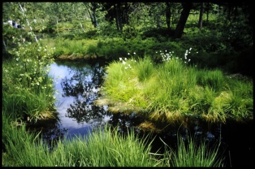 [Sulzberg, Torfstichweiher Wildrosenmoos]