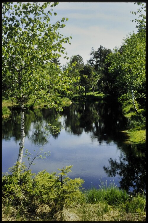 [Sulzberg, Torfstichweiher Wildrosenmoos]