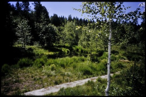 [Sulzberg, Torfstichweiher Wildrosenmoos]