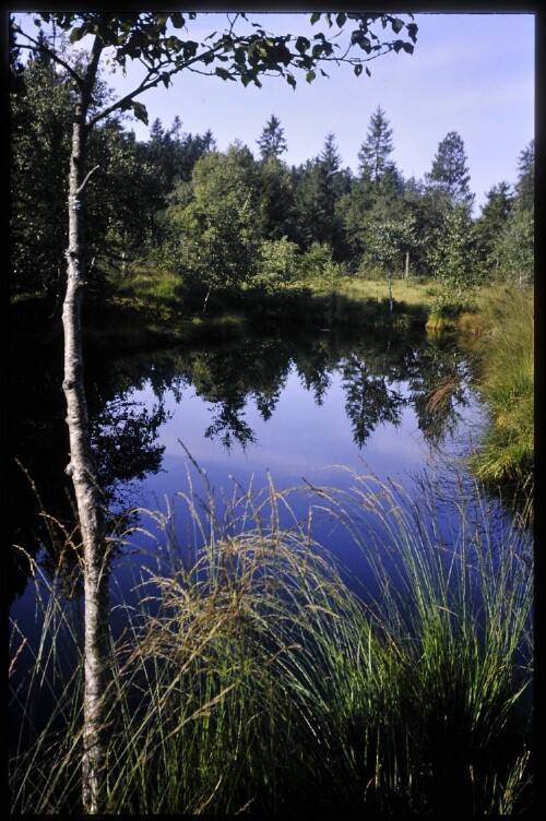 [Sulzberg, Torfstichweiher Wildrosenmoos]