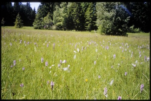[Sulzberg-Oberreute, Bukenmoos]