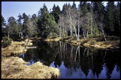 [Sulzberg, Torfstichweiher Wildrosenmoos]