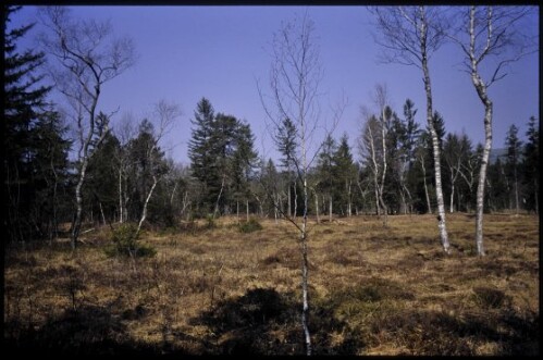 [Langenegg, Moorlandschaft Nord]