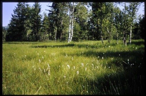 [Langenegg, Moorlandschaft Nord]