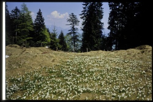 [Schwarzenberg, Hochälpelealpe]