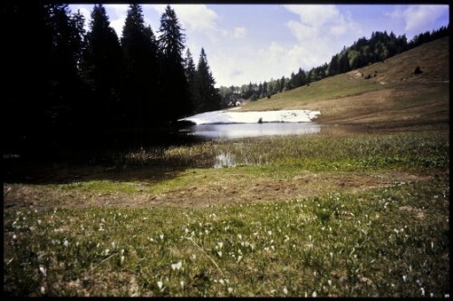 [Schwarzenberg, Älpele-Weiher]