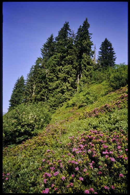 [Schoppernau, Alpenrosen bei Mitteldiedams]