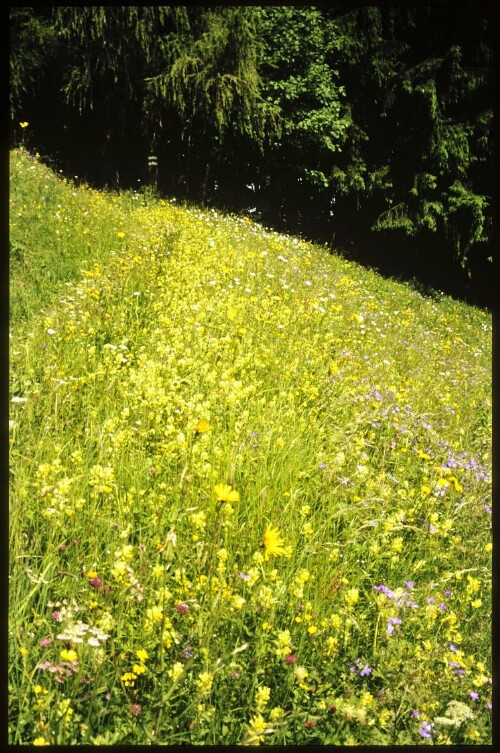 [Raggal, Magerwiese am Labomweg]