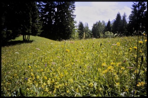 [Raggal, Magerwiese am Labomweg]