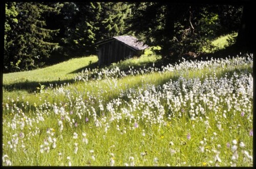 [Raggal, Wollgras am Labomweg]