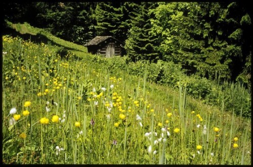 [Raggal, Magerwiese am Labomweg]