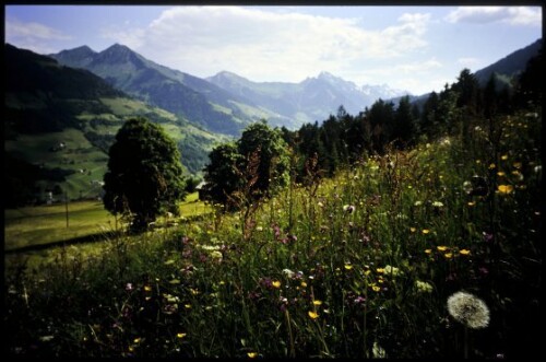 [Raggal, Magerwiese am Labomweg]