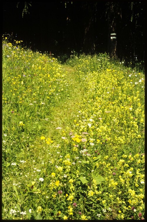 [Raggal, Magerwiese am Labomweg]