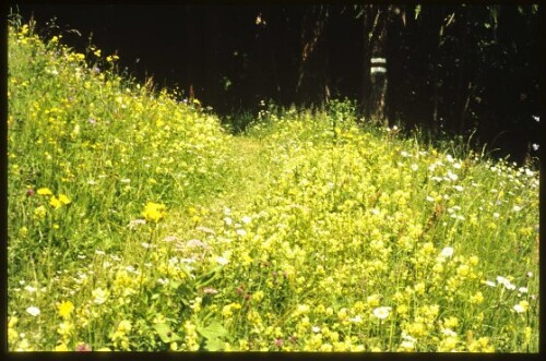 [Raggal, Magerwiese]