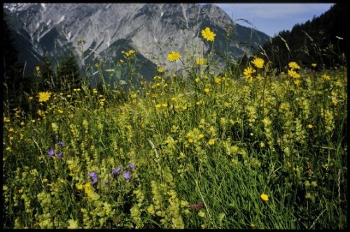 [Bartholomäberg, Magerwiese ob Grünem Wald]