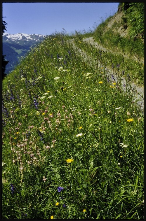 [Bartholomäberg, Magerwiese Valleu]