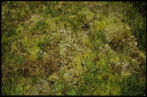 [Silbertal, Hochmoor bei Langsee]