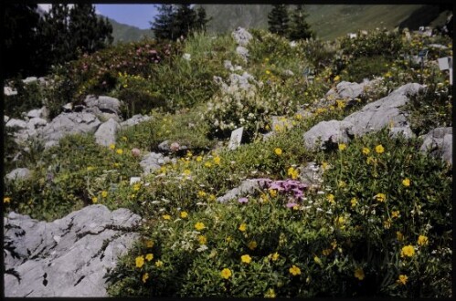 [Tschagguns, Alpengarten Lindauer Hütte]