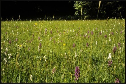[Göfis, Niedermoor Gasserplatz]