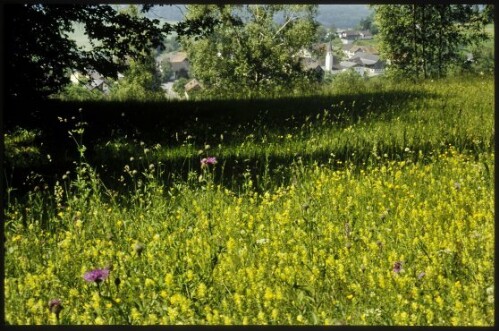 [Röns, Magerweisen Fuschgel]