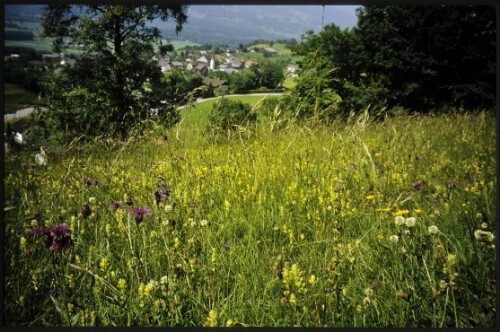 [Röns, Magerweisen Fuschgel]