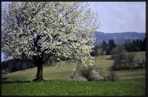 [Röns, Obstbaumblüte unte Fuschgel]