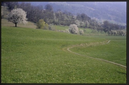 [Röns, Obstbaumblüte unter Fuschgel]