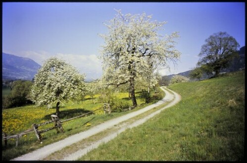 [Schnifis, Walgauweg]