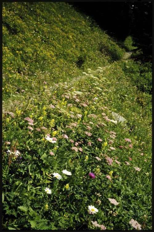 [Brand, Magerwiese Niggenkopf]