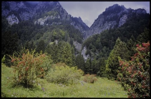 [Bludenz, Berberitzen auf Brazer Allmein]