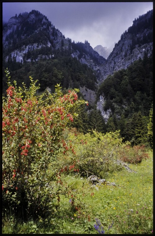 [Bludenz, Berberitzen auf Brazer Allmein]