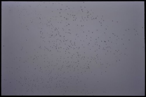 [Hard-Fußach, Zugvögel über Fußacher Bucht]