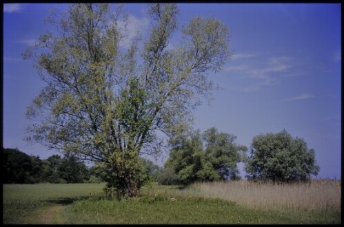 [Gaißau, Nähe Rheinholz]