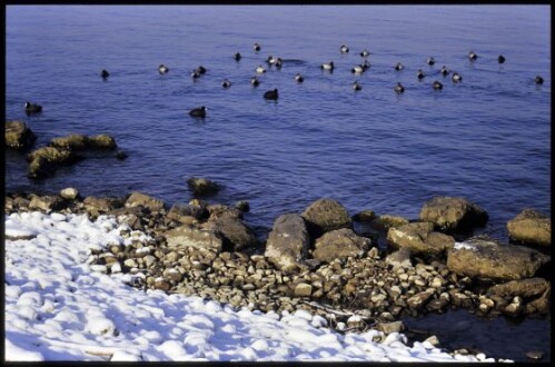 [Hard, Seeufer im Winter]