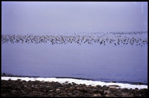 [Höchst, Wetterwinkel (Reiherenten, Tafelenten)]