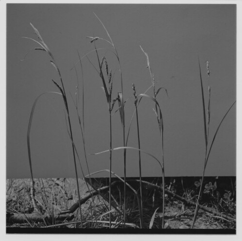 Seggen, Naturschau Dornbirn