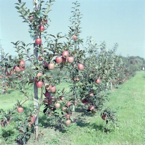 Obstkulturen Neu Amerika