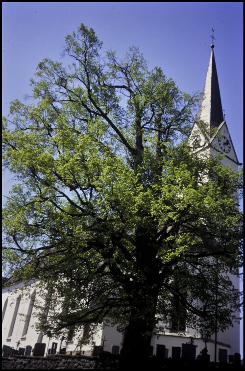 [Egg, Linde bei Pfarrkirche]